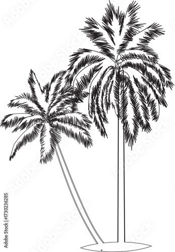palm tree silhouette