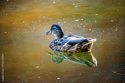 Ente schwimmt im Teich mit Spiegelung