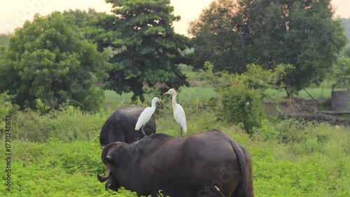 Indian Monsoon with Buffalo and Green Grass. (Bubalus bubalis). The wild water buffalo, also called Asian buffalo. in the countryside Indian buffalo in gir national park, India. countryside of india.