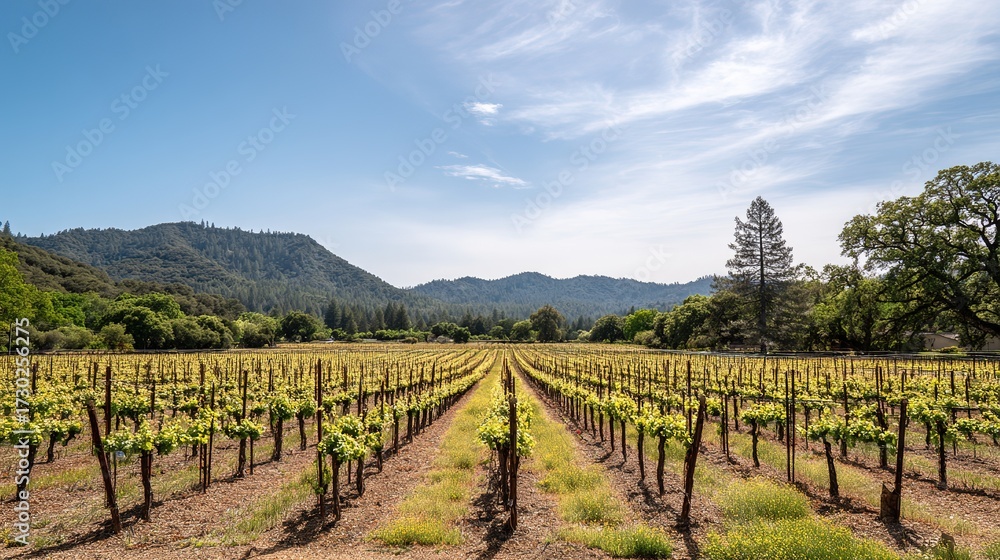 Naklejka premium vineyard. Serene vineyard landscape with orderly grapevine rows under natural sunlight, evoking tranquility and growth. travel magazines.