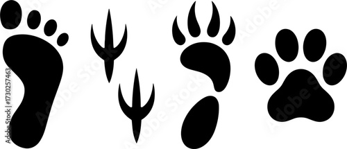 Human bird bear and dog paw prints vectors for nature tracking wildlife education and tattoo designs