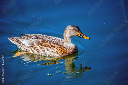 Anas platyrhynchos schwimmt auf dem blauen Wasser