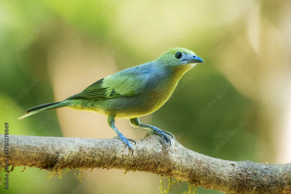 Obraz premium Palm Tanager Thraupis palmarum, Large, plain tanager, gray overall with hints of olive-green in good light; note contrasting black wings with paler patch at base of primaries. Peru.