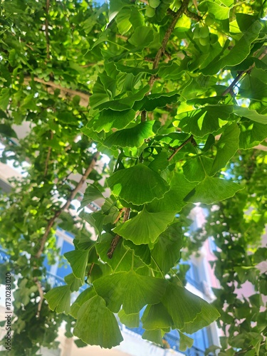 Ginkgo biloba tree leaves closeup. Bright new green leaves with foliage background in a city. 