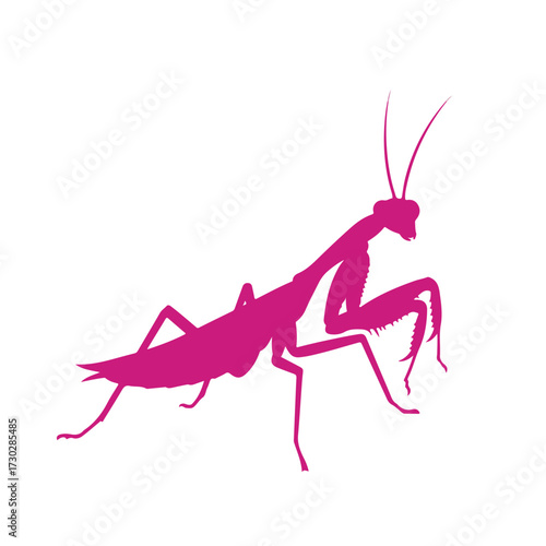Fuchsia silhouette of a praying mantis, standing alert on a white background