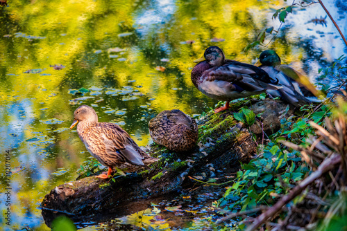 Enten auf einem Buumstamm
