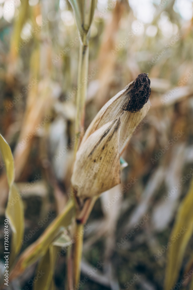 Obraz premium corn field.
