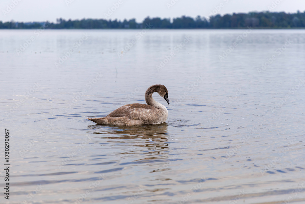 Fototapeta premium Mute Swan Cygnet Swimming on Lake