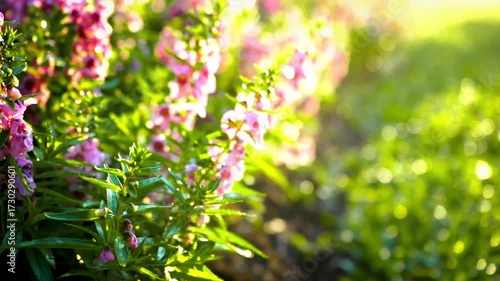 Morning Sunlight on Pink Angelonia Flowers with Soft Bokeh Background.