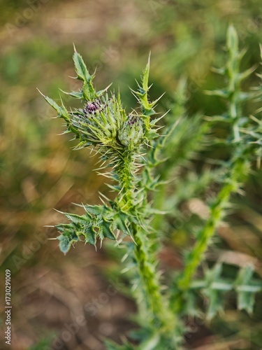 Closeup of Slenderflower Thistle Carduus tenuiflorus Spiny Wildflower, Blooming Thistle Plant in Nature