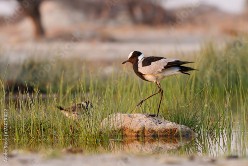 Blacksmith Lapwing or blacksmith plover - Vanellus armatus is black and white and grey bird commonly from Kenya through central Tanzania to southern and southwestern Africa, female with chicks