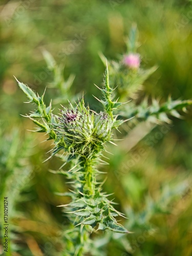 Closeup of Slenderflower Thistle Carduus tenuiflorus Spiny Wildflower, Blooming Thistle Plant in Nature