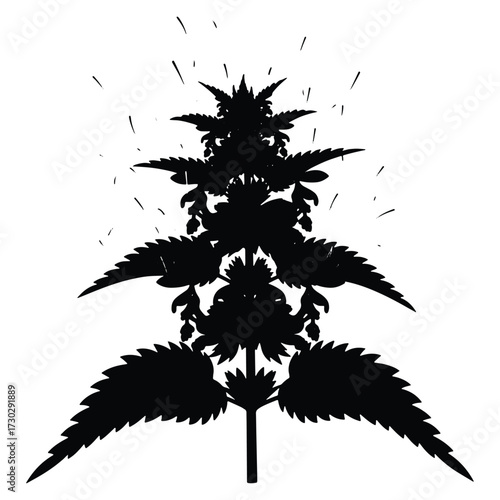 Silhouette of Nettle Plant Urtica dioica with Jagged Leaves on White