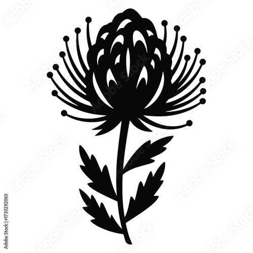 Silhouette of Pincushion Protea Flower with Stem and Leaves Isolated