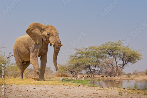 African Bush Elephant - Loxodonta africana lonely elephant walking in savannah to drink from waterhole in Etosha Namibia, majestic animal coming close up portrait