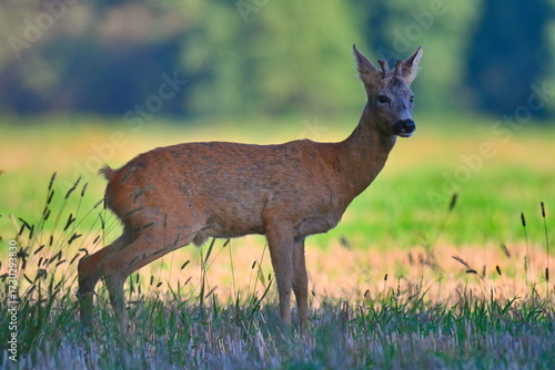 Fototapeta Naklejka Na Ścianę i Meble -  Rezerwat Przyrody Wielka Kępa. Bydgoszcz-Fordon. Poland. Koziołek wyskoczył z lasu na łąkę.