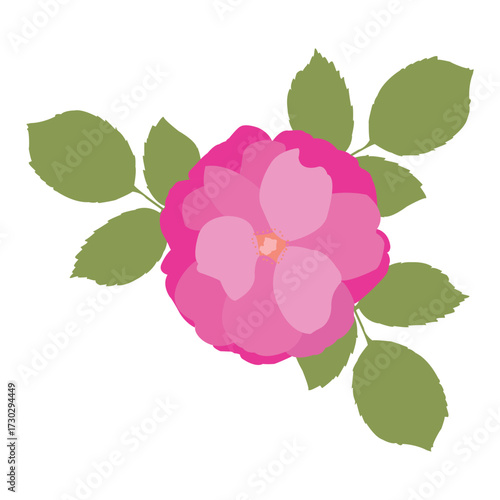 Isolated pink rose illustration