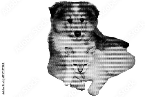White Siberian Husky puppy dog with blue eyes, purebred canine mammal, sitting looking at the camera on an isolated white background.