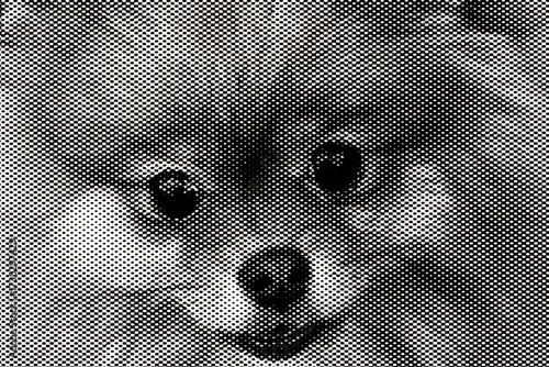 A close-up of the black and white dots and buttons on an adorable fluffy Maltese puppy.