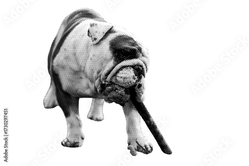 A bull terrier dog with a skull of a dog walks on a white background.