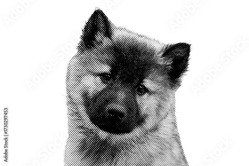 A cute purebred Alaskan Malamute puppy portrait with one white background is sitting.