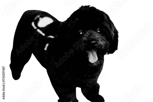 Adorable black and white dog sitting, an isolated mammal pet of the schnauzer terrier breed, a cute puppy portrait on a white background.