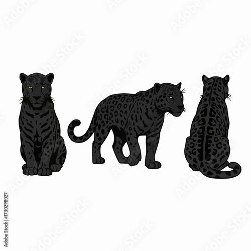 Black Panther Wild Animal Illustration Set Big Cat Collection