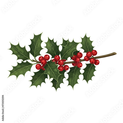 Sprig of holly with red berries for christmas