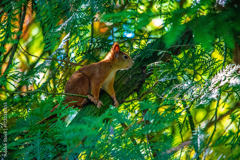 custom made wallpaper toronto digitalNeugieriges Eichhörnchen