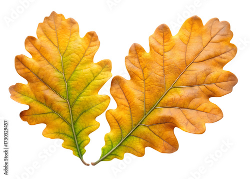 Two Autumn Oak Leaves in Yellow and Orange Hues autumn leaves isolated on a transparent background