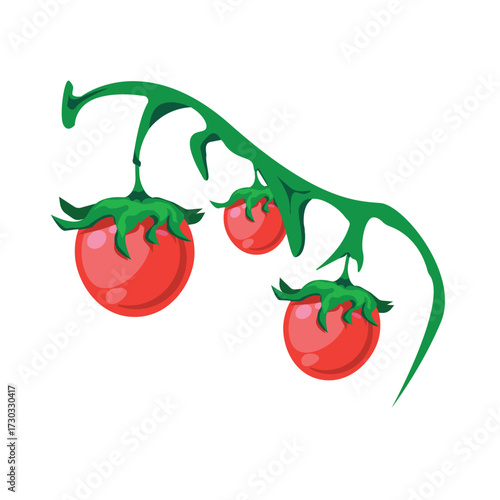 Fresh red cherry tomatoes on vine vector illustration, organic vegetable design