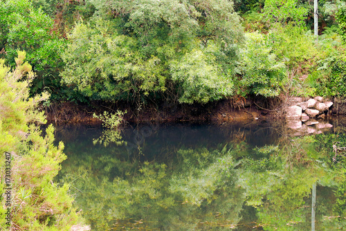 Lake in the middle of trees and vegetation, with their reflection on the water's surface