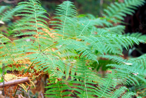 Wild green ferns in a forest