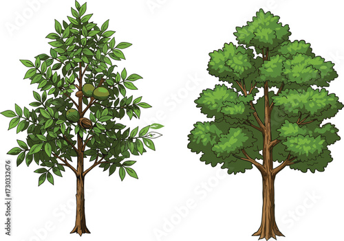 Vector illustration of two different trees with fruits and dense foliage for nature comparison, botany education, and landscape design themes.