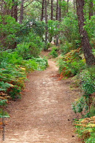 Dirt path through trees and vegetation in a forest