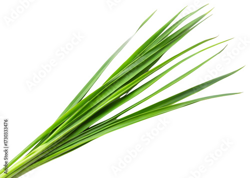 Bunch of Green Grass Blades Isolated blades of grass foliage isolated on a transparent background