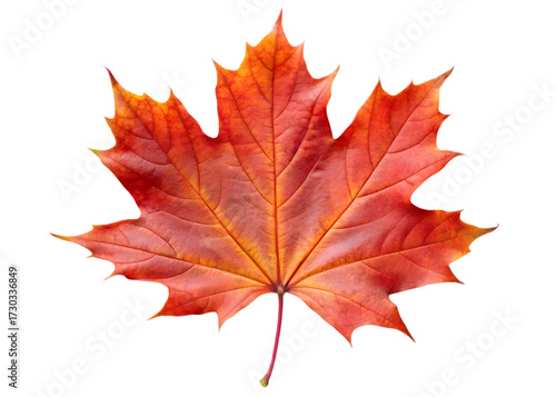 Wallpaper Mural Bright Red Maple Leaf with Yellow Accents autumn fall isolated on a transparent background Torontodigital.ca