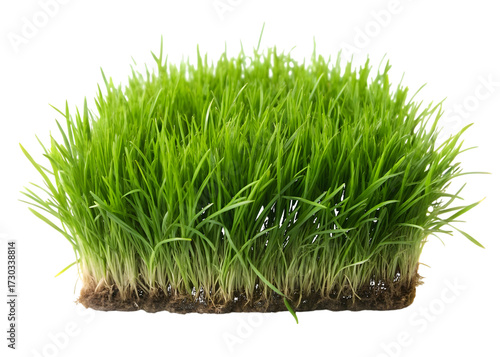 Dense Patch of Fresh Green Grass with Visible Roots lawn turf isolated on a transparent background