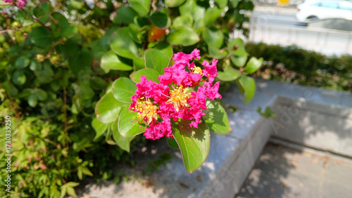 Vibrant pink crepe myrtle flowers blooming brightly in summer garden with green leaves