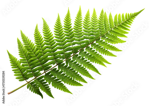 Vibrant Green Fern Leaf Against a Stark plant nature isolated on a transparent background
