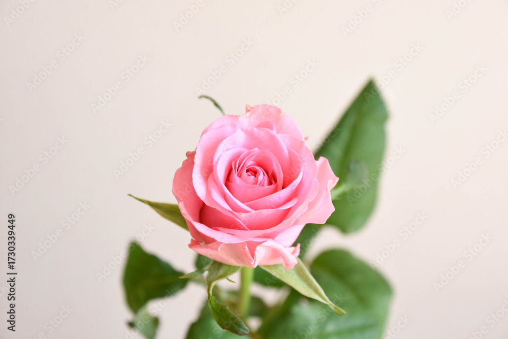 Obraz premium ピンクのばら