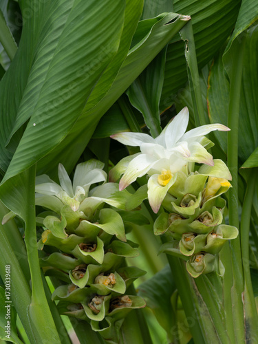 初夏のウコンの花と葉