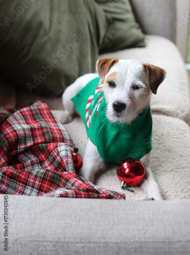 Wallpaper Mural Christmas and New Year holidays concept. Cute dog Jack Russell Terrier in green sweater with red Christmas balls. Torontodigital.ca