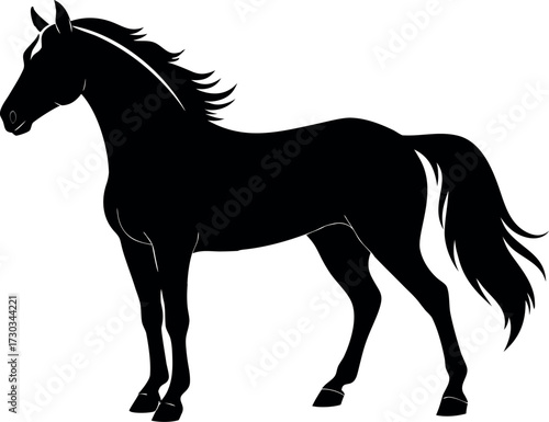 Black Morgan horse silhouette, Vector illustration, Farm animal drawing