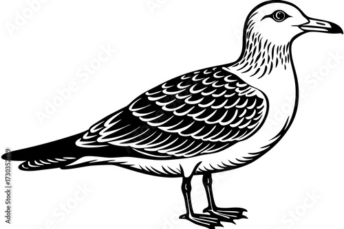 seagull on a white background