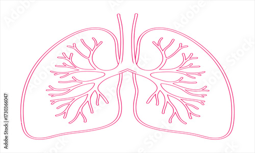 Human Lungs Anatomy Illustration in Minimalist Style Detailed Lung Structure Design Perfect for Medical Visuals and Educational Resources Isolated on White Background