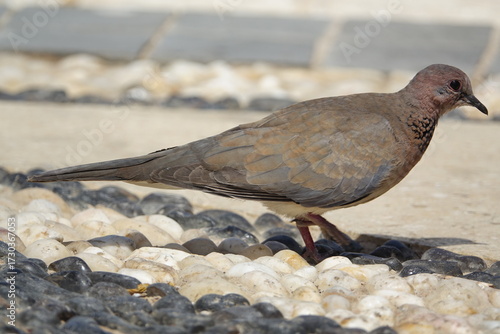 closeup of European turtle dove (streptopelia turtur)