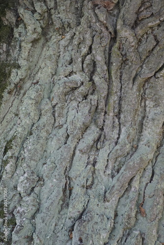 Textures in nature. Bark on the trunk of a large, century-old tree. The plant is the common oak.
