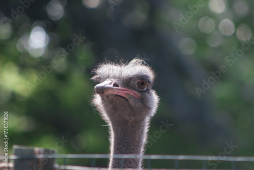 Bild auf Leinwand A big-eyed ostrich in sunlight standing behind a fence against a background of green foliage