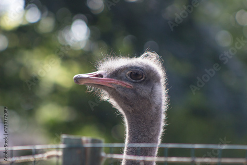 Foto A big-eyed ostrich in sunlight standing behind a fence against a background of green foliage